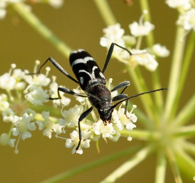 Cerambyicidae:  Chlorophorus figuratus